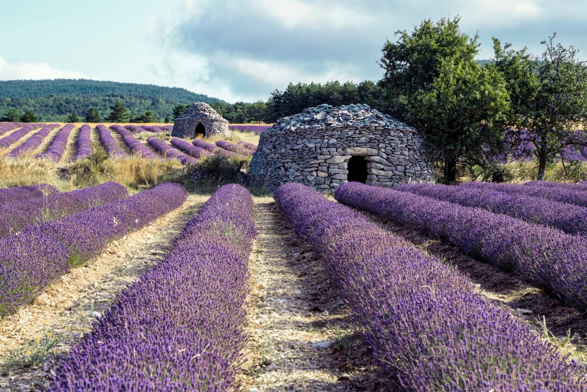 Le Cabanon Des Lavandes Entre Mont Ventoux Et Luberon Sault-de-Vaucluse Luaran gambar